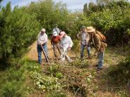 Clearing Blackberry Bushes from Kah Tai Clearing Blackberry Bushes from Kah Tai