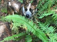 Dog Safari