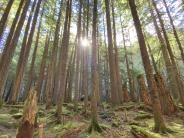 Morning light on Douglas fir along the Dungeness