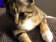 Pretty Kitty
