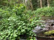 Little Quilcene River